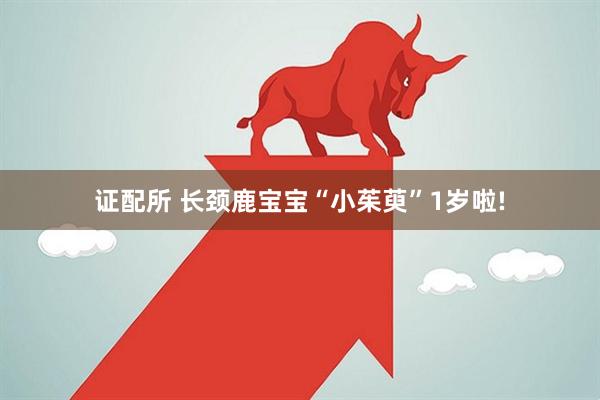 证配所 长颈鹿宝宝“小茱萸”1岁啦!